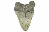 Bargain, Fossil Megalodon Tooth - North Carolina #349354-2